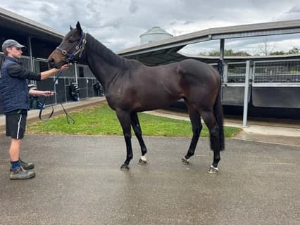 Clench NZ in the stable