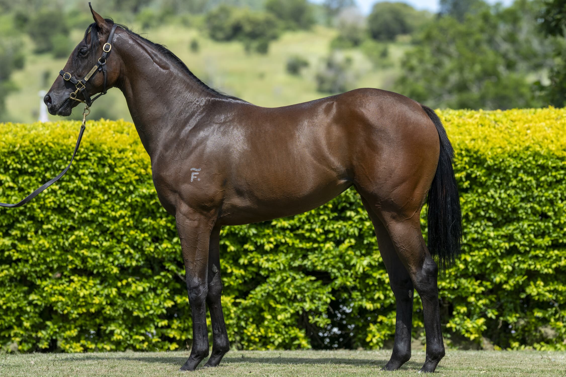 QTIS Filly conformation photo from Inglis Classic Yearling Sale